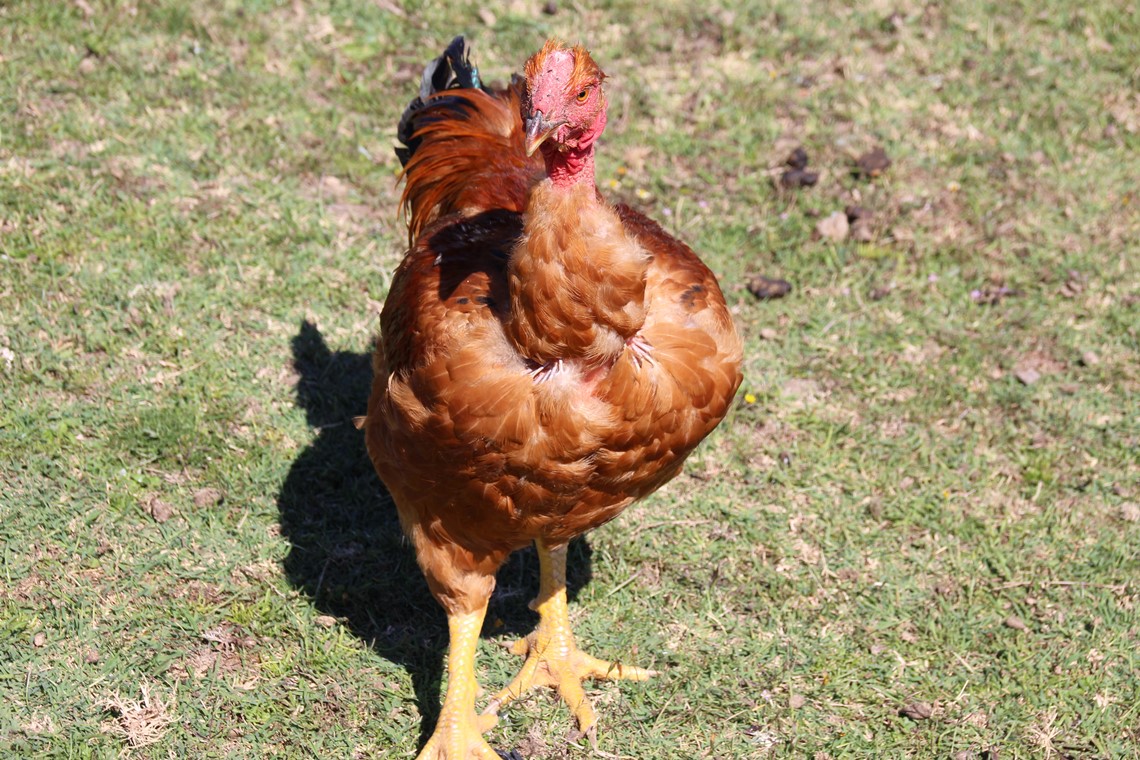 Capão volta a ser rei por três dias em Freamunde | Verdadeiro Olhar